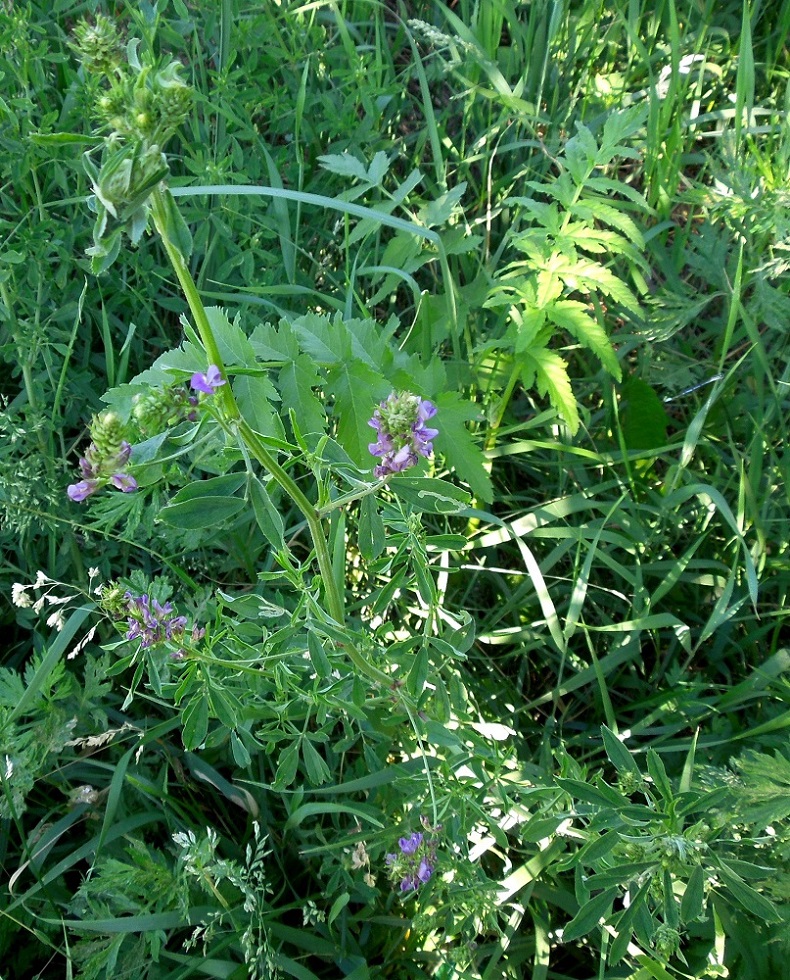 Image of Medicago sativa specimen.