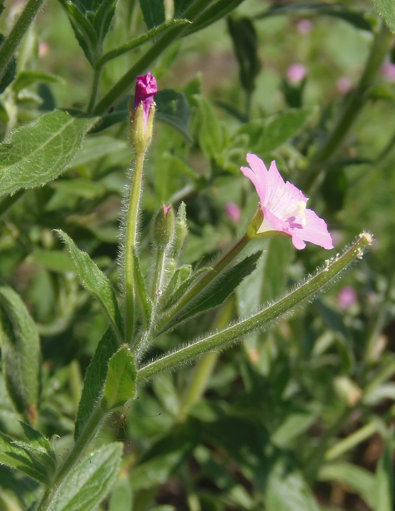 Image of Epilobium villosum specimen.