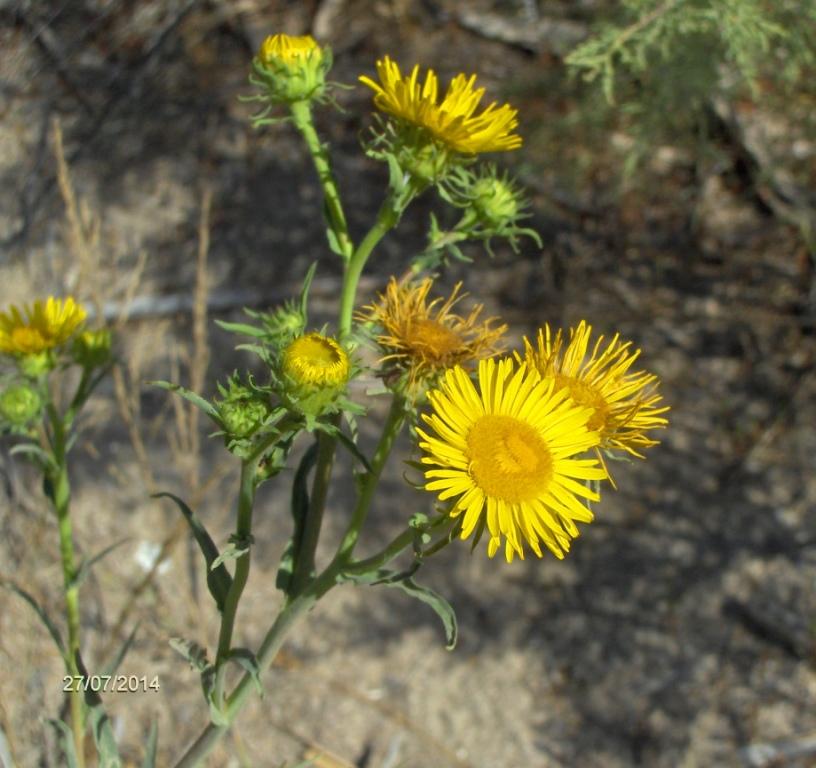 Image of Inula britannica specimen.