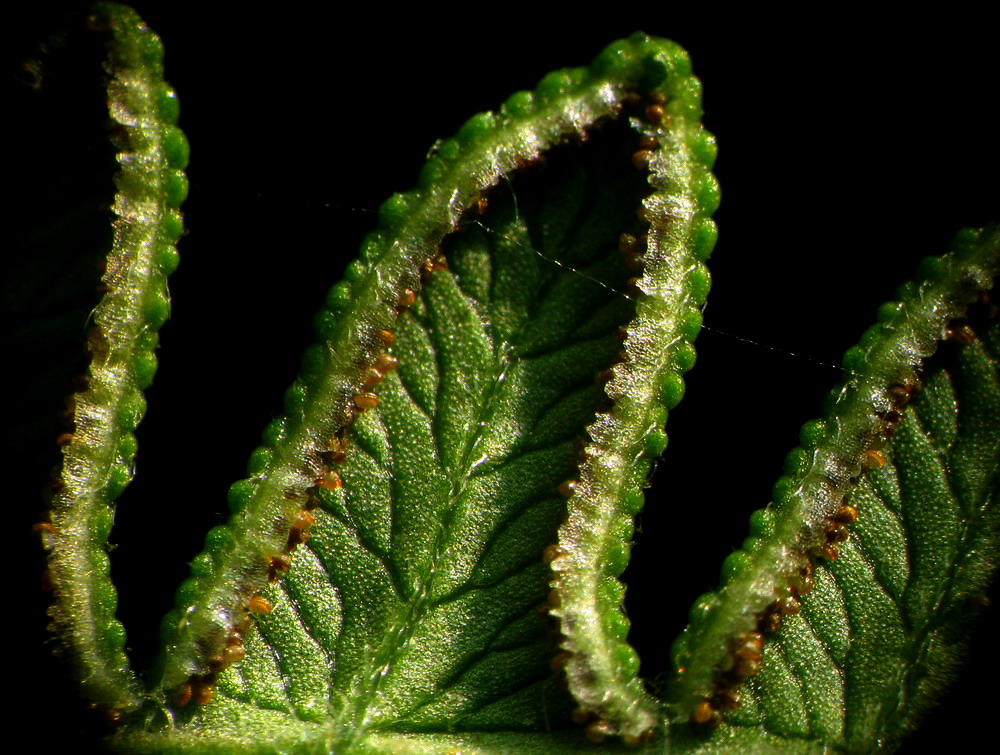 Image of Pteridium pinetorum specimen.