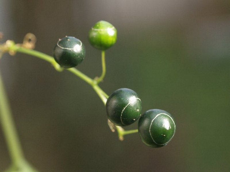 Изображение особи Gynostemma pentaphyllum.