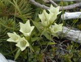 Gentiana algida