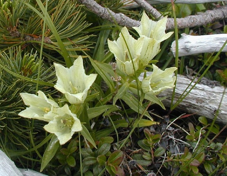 Image of Gentiana algida specimen.