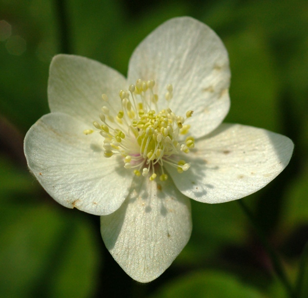 Image of Anemone udensis specimen.