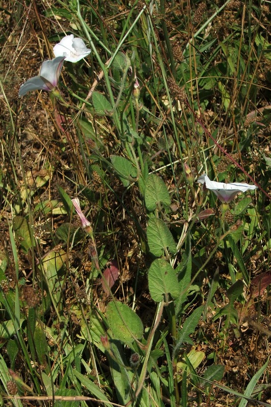 Image of Convolvulus betonicifolius specimen.