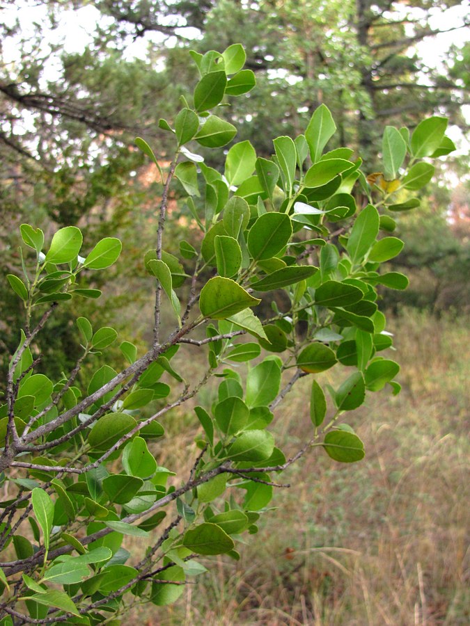 Image of Rhamnus alaternus specimen.