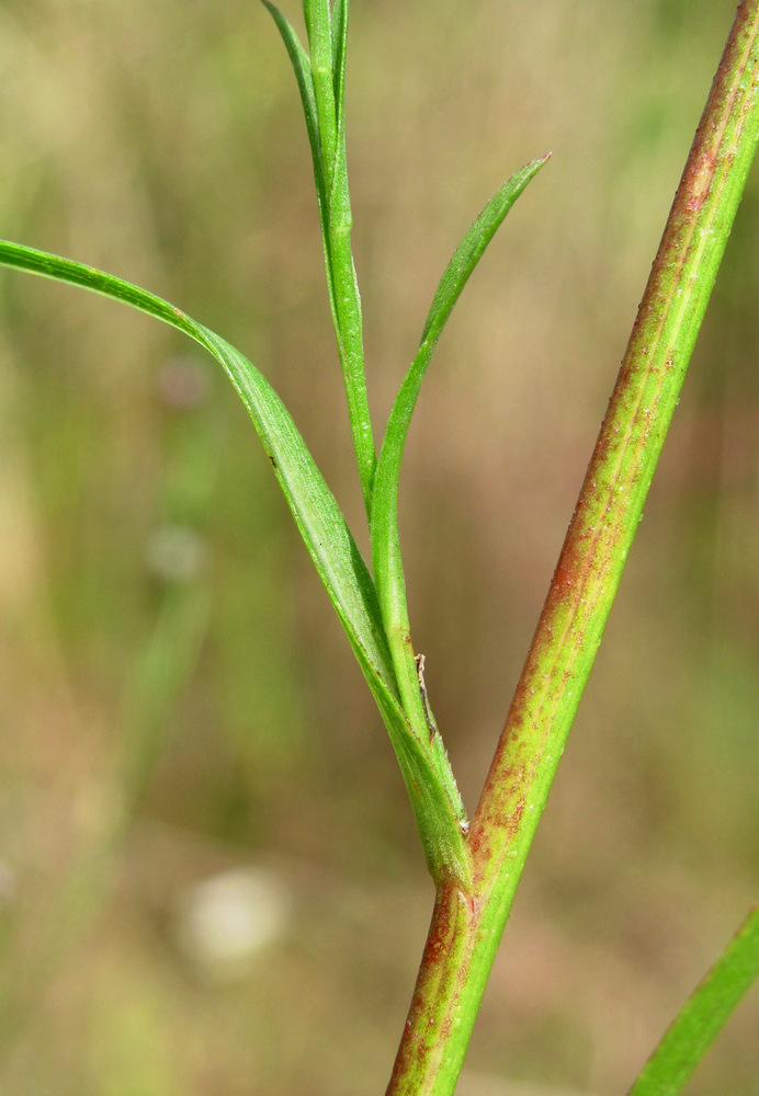 Image of Symphyotrichum graminifolium specimen.