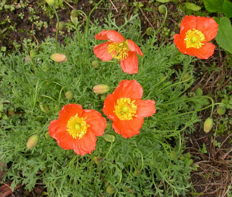 Image of genus Papaver specimen.