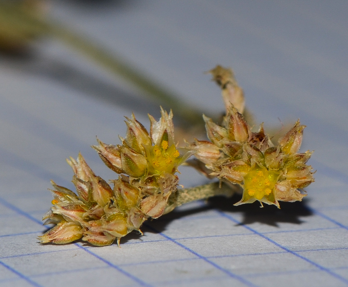 Изображение особи Polycarpaea repens.