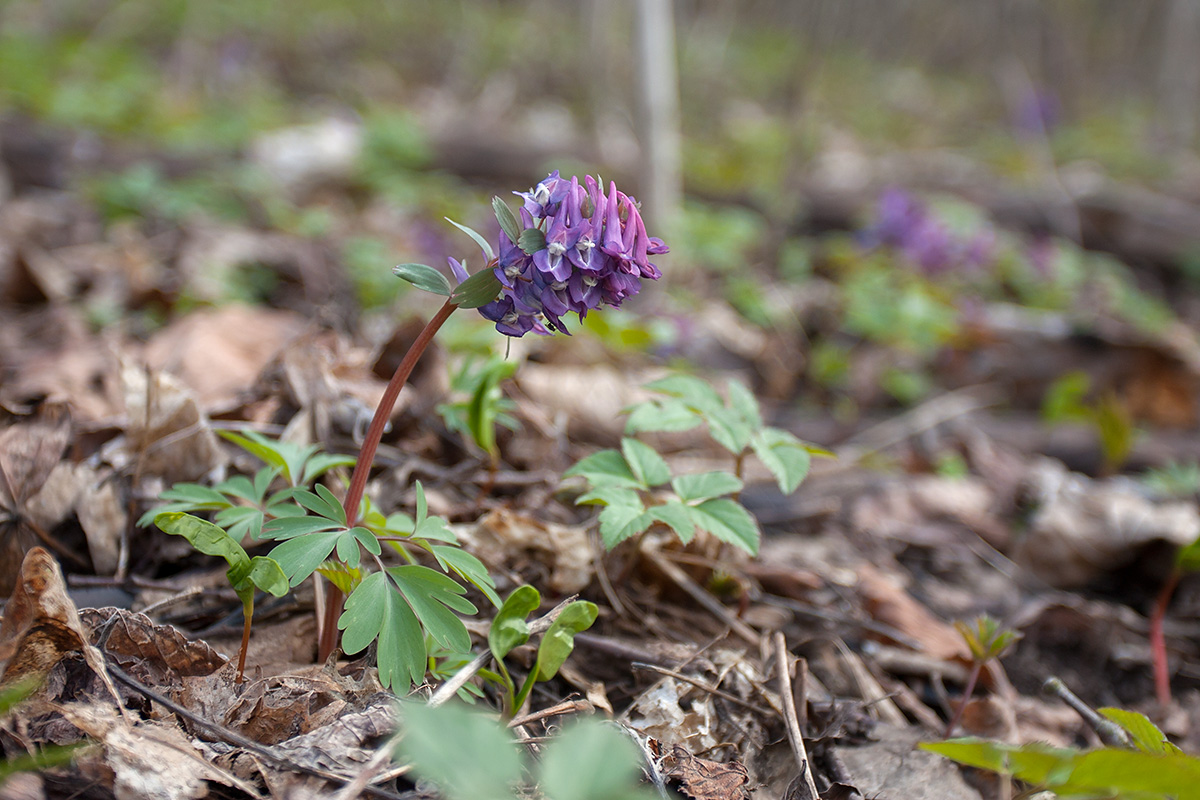 Изображение особи Corydalis solida.