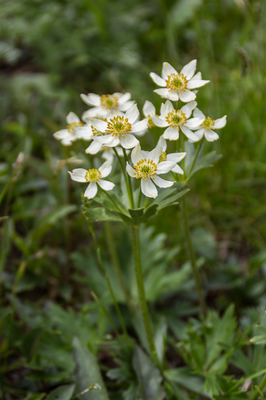 Изображение особи Anemonastrum biarmiense.