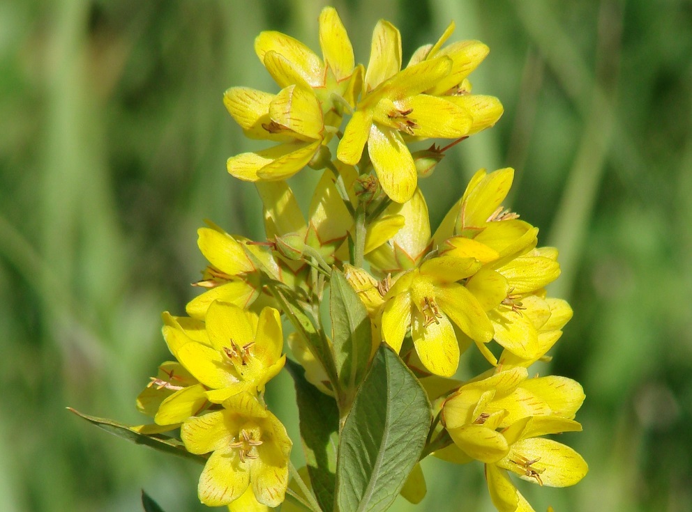 Image of Lysimachia davurica specimen.