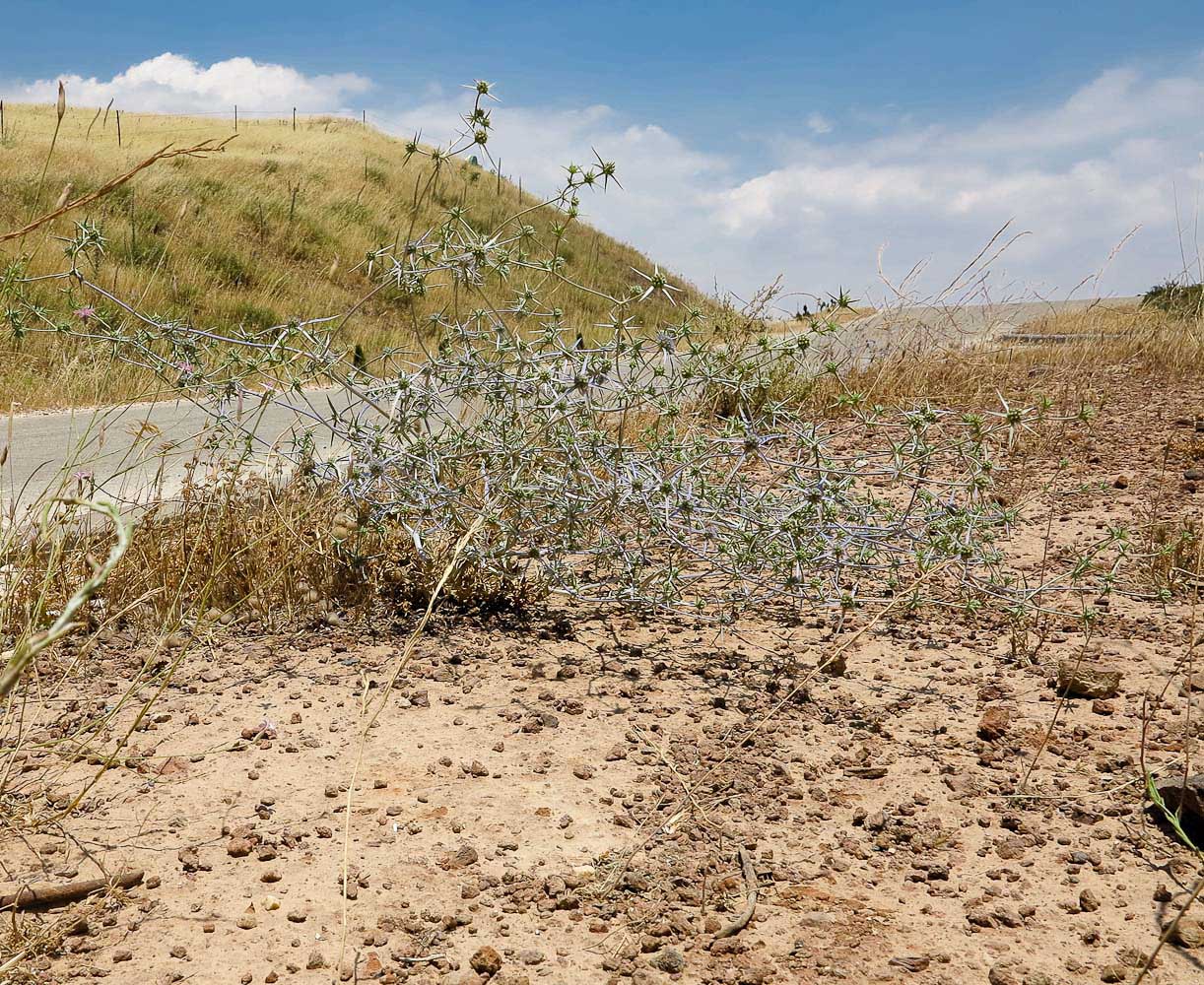 Image of Eryngium creticum specimen.