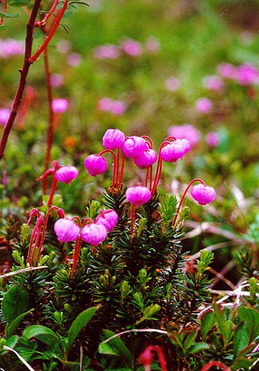 Изображение особи Phyllodoce caerulea.