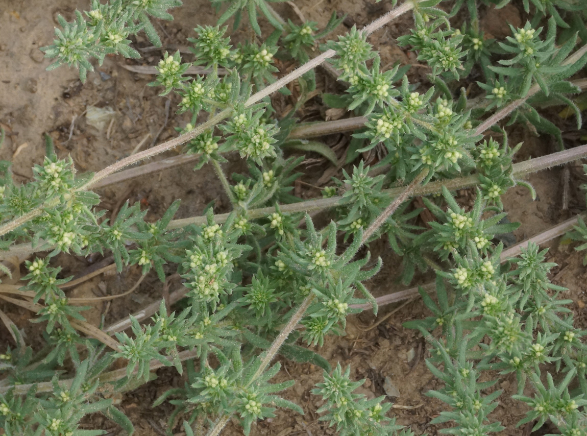 Image of Galium humifusum specimen.