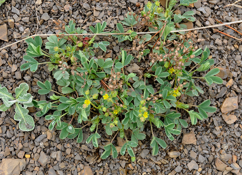 Image of Sibbaldia parviflora specimen.