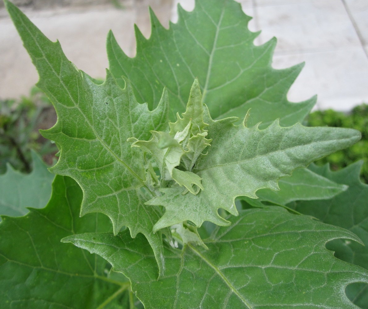 Image of Atriplex sagittata specimen.