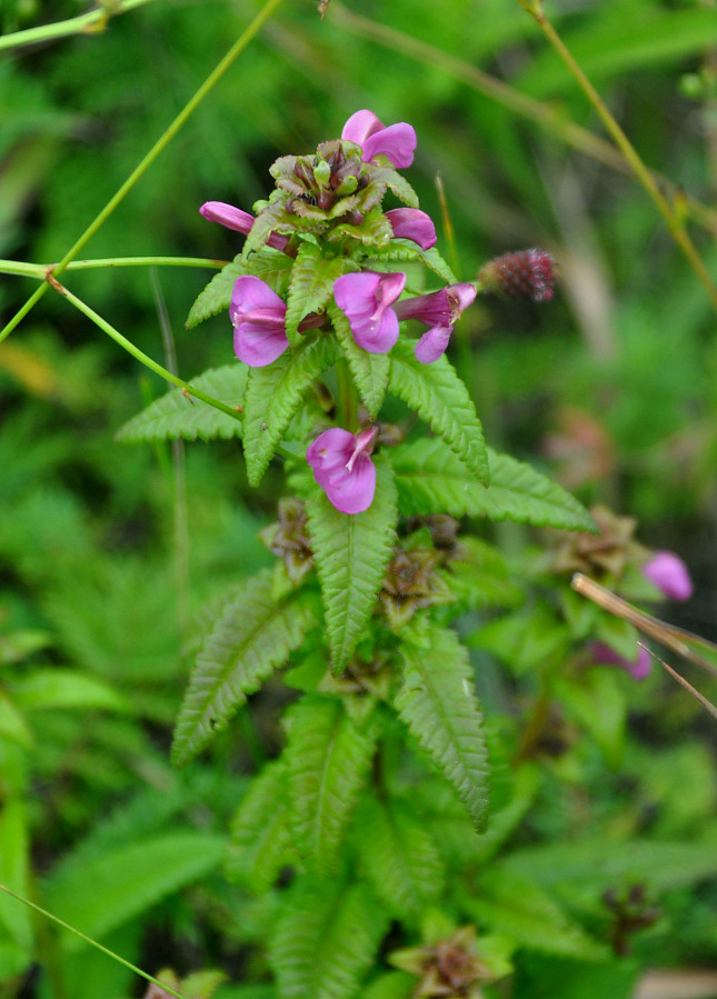 Изображение особи Pedicularis resupinata.