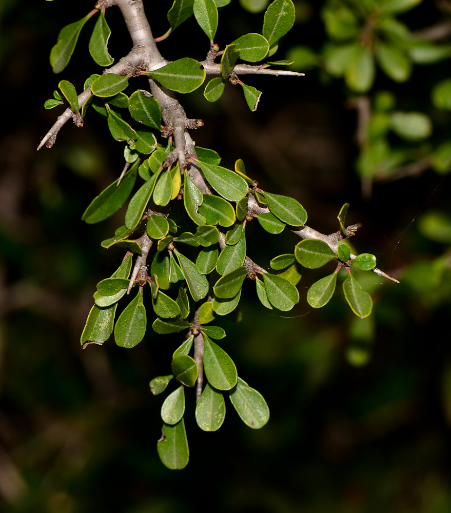 Image of Rhamnus lycioides specimen.