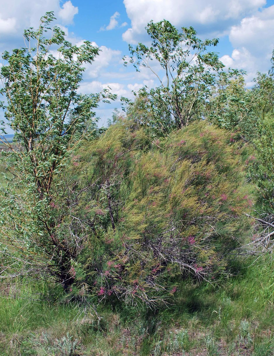 Image of Tamarix ramosissima specimen.