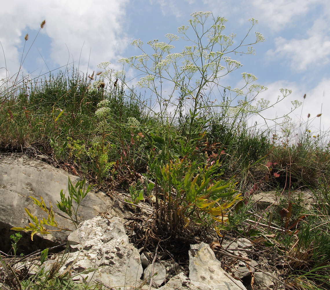 Изображение особи Falcaria vulgaris.