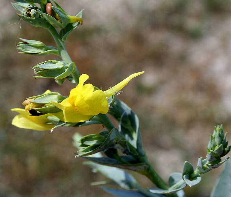 Image of Linaria genistifolia specimen.