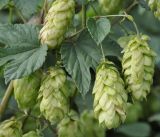 Humulus lupulus