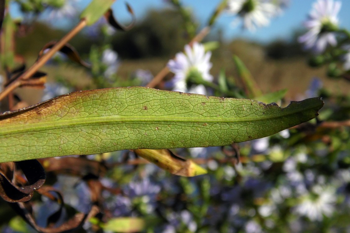 Image of Symphyotrichum &times; versicolor specimen.