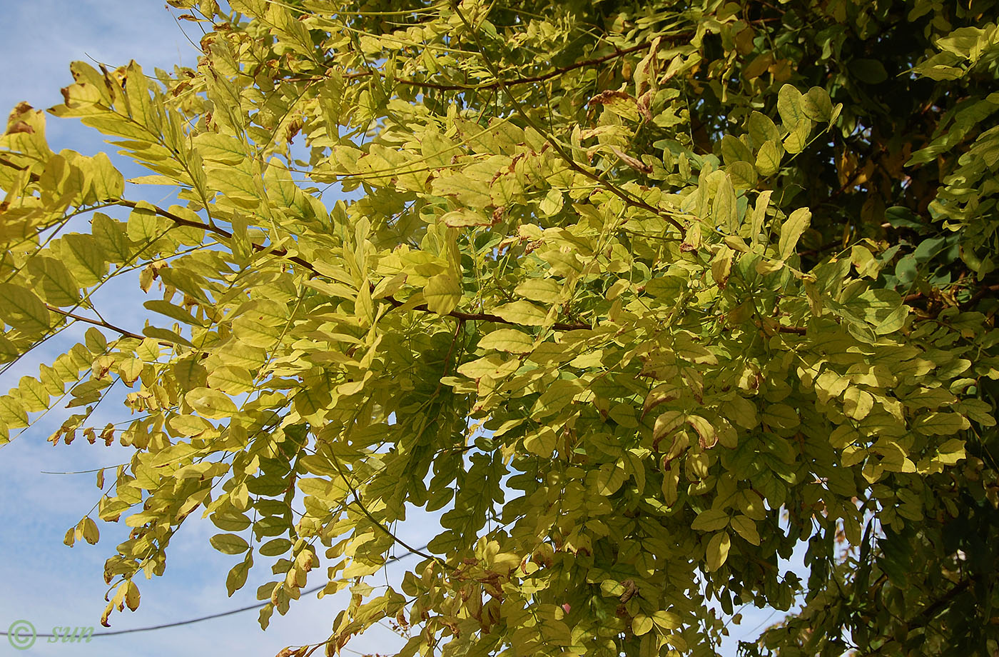 Image of Robinia pseudoacacia specimen.