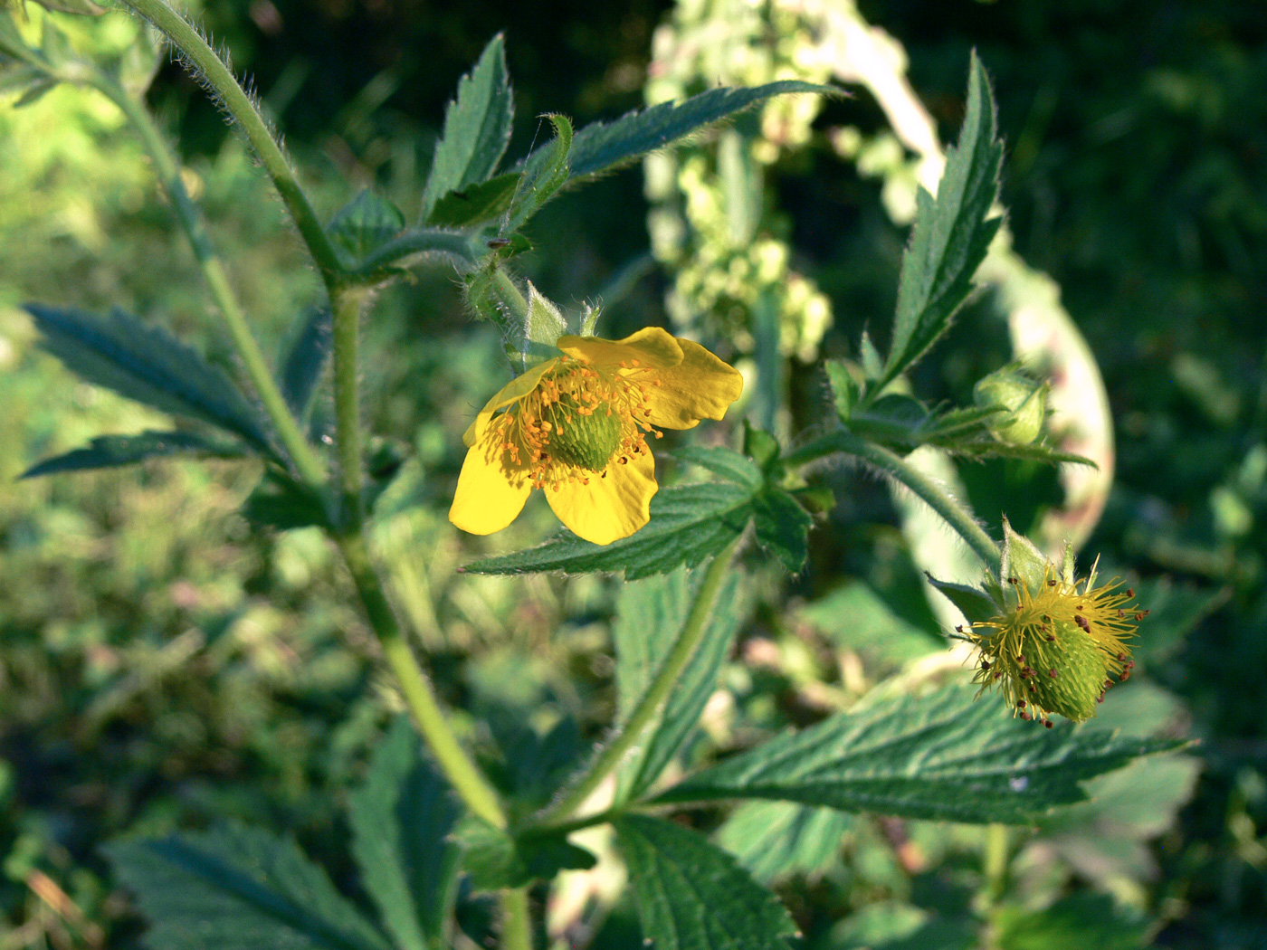 Изображение особи Geum aleppicum.