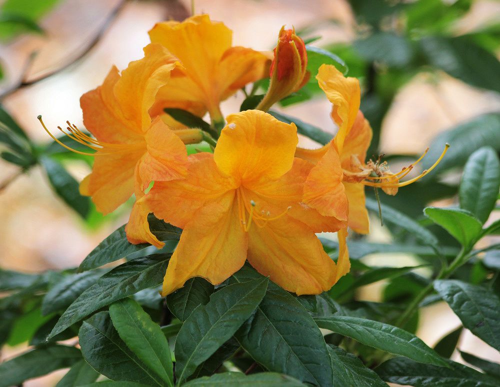 Image of genus Rhododendron specimen.