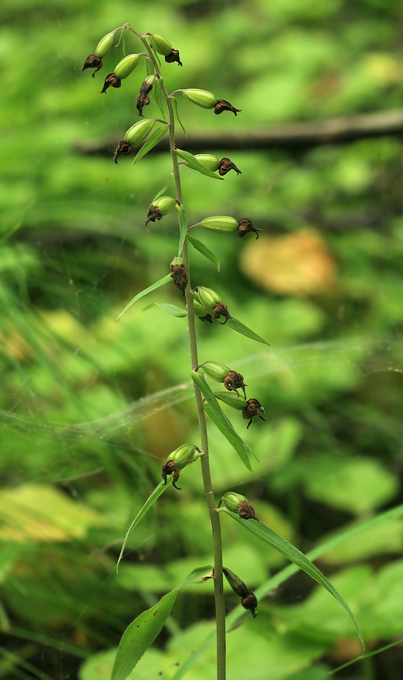 Изображение особи Epipactis papillosa.