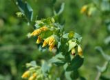 Cerinthe minor. Соцветие. Крым, Бахчисарайский р-н, гора Тепе-Кермен, луговой склон. 09.06.2016.