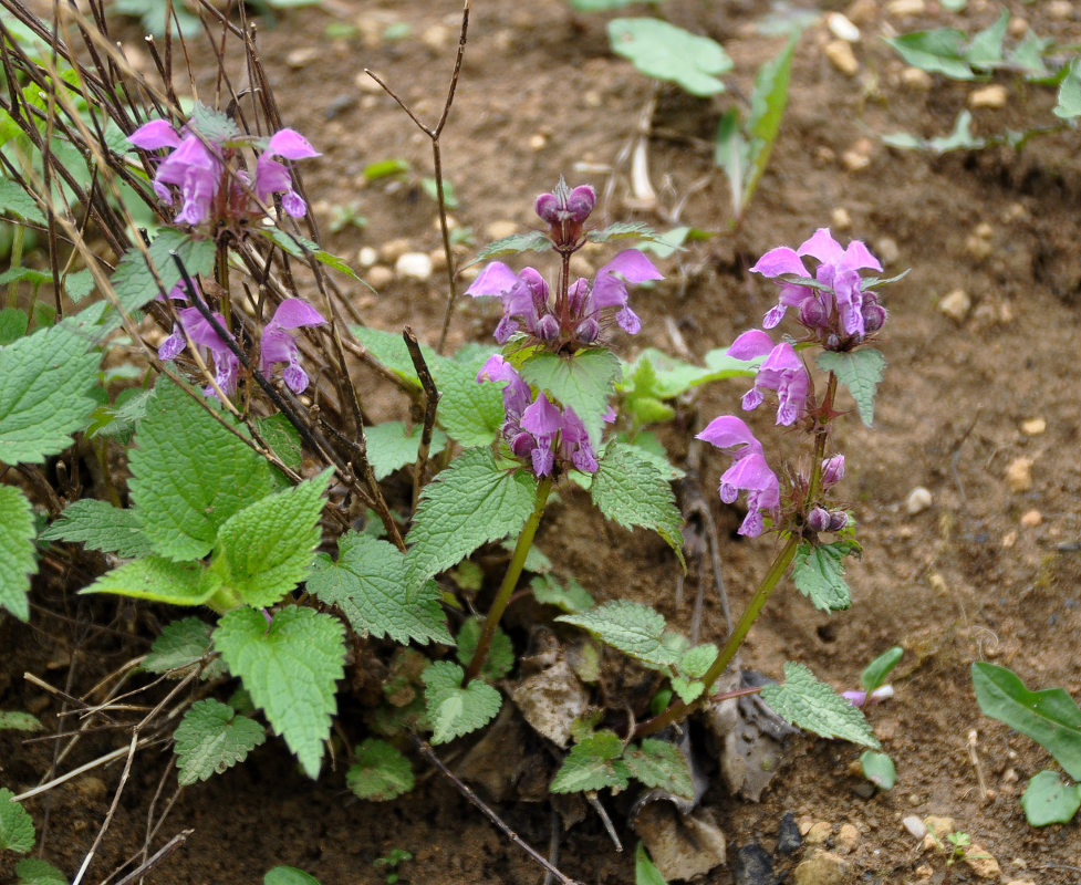 Изображение особи Lamium maculatum.