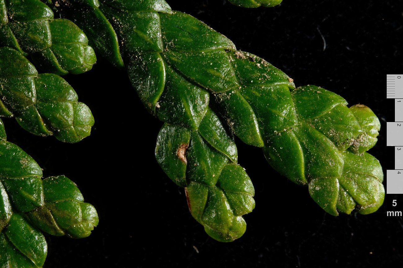 Image of Thuja standishii specimen.