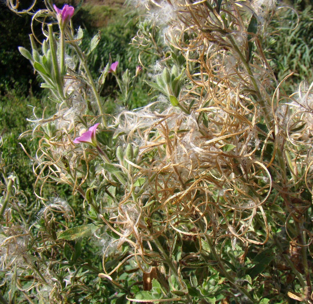 Изображение особи Epilobium hirsutum.