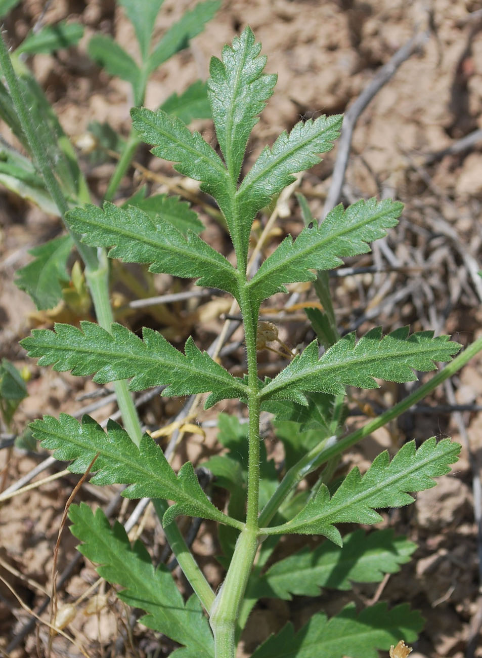 Image of Turgenia latifolia specimen.