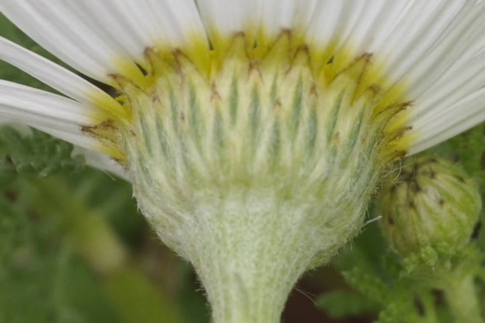 Image of genus Anthemis specimen.