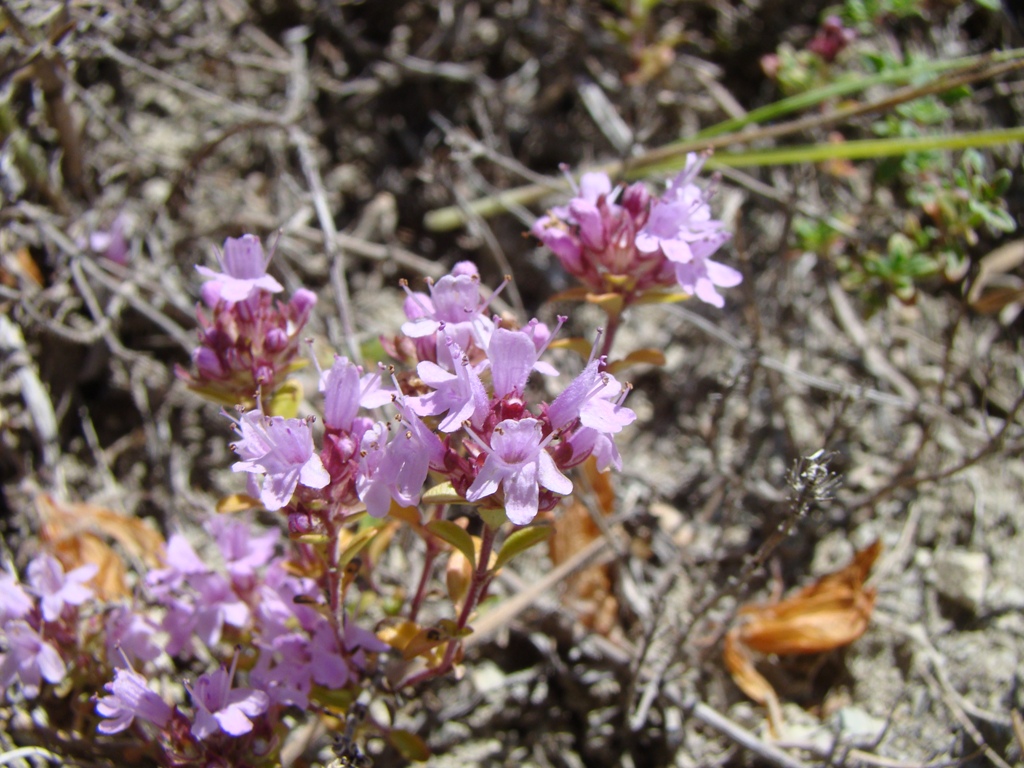 Image of Thymus dubjanskyi specimen.