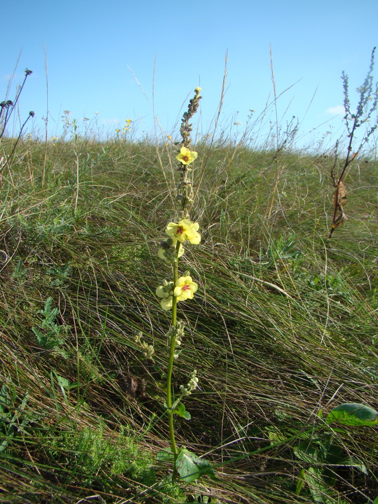 Image of Verbascum marschallianum specimen.