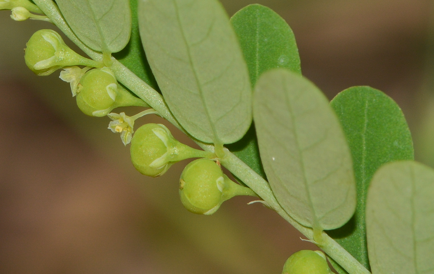 Image of Phyllanthus amarus specimen.