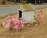 Смотреть изображение Amaryllis belladonna