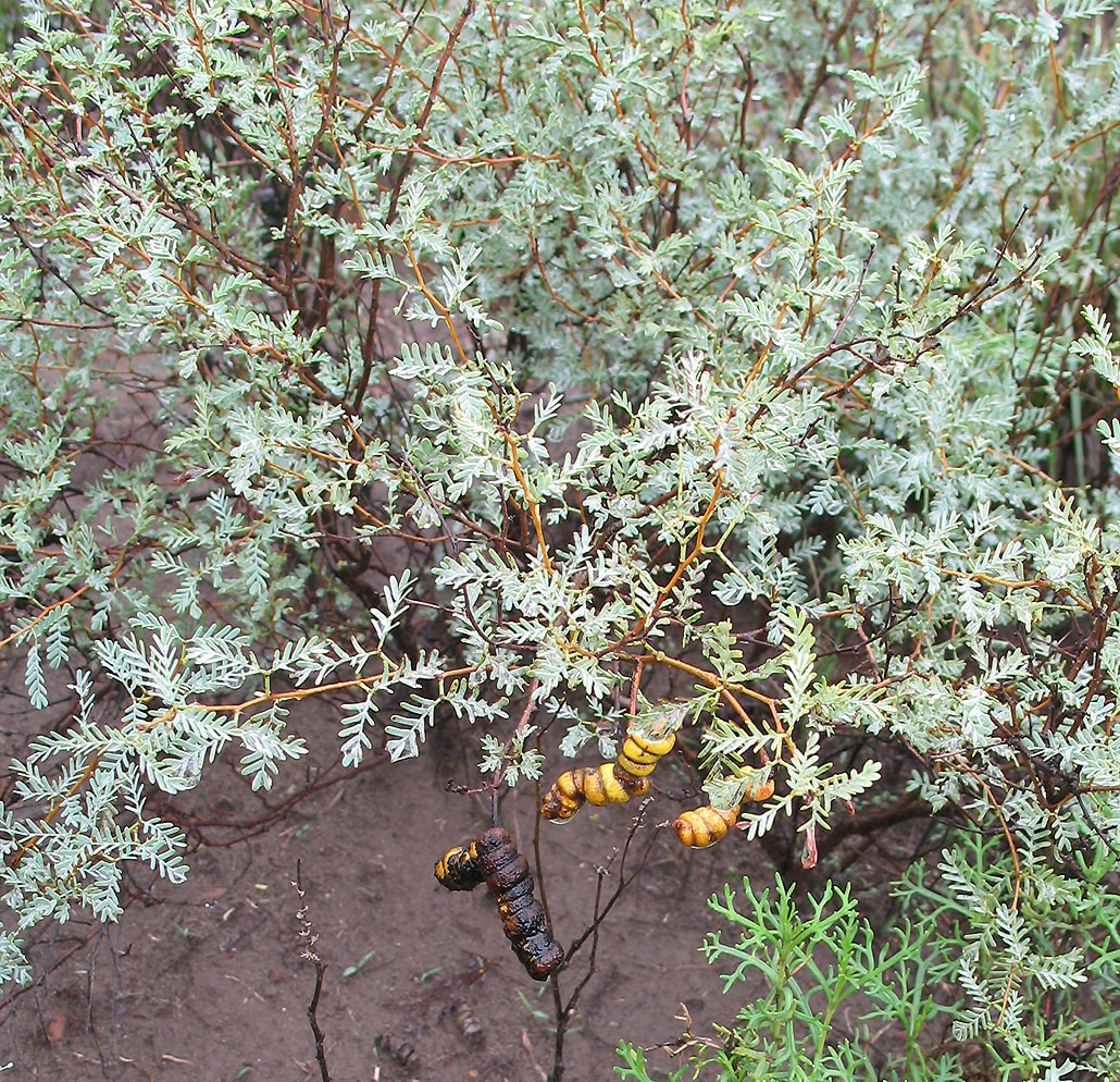 Image of Prosopis strombulifera specimen.