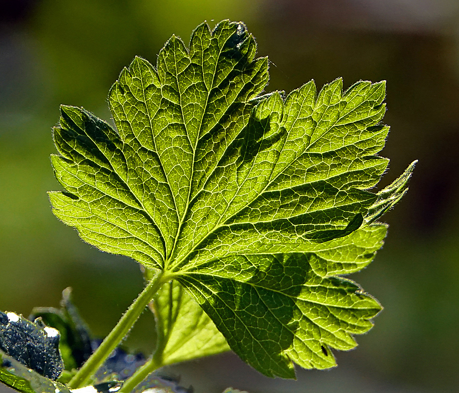 Image of Ribes &times; nidigrolaria specimen.