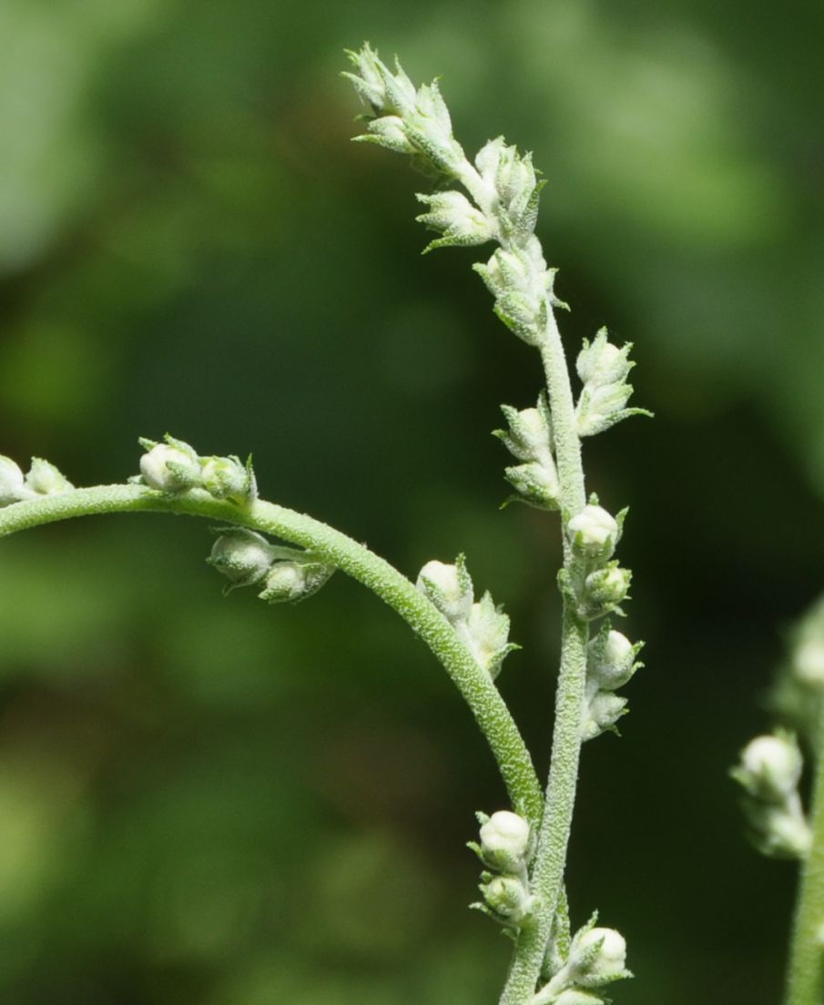 Image of Verbascum delphicum specimen.