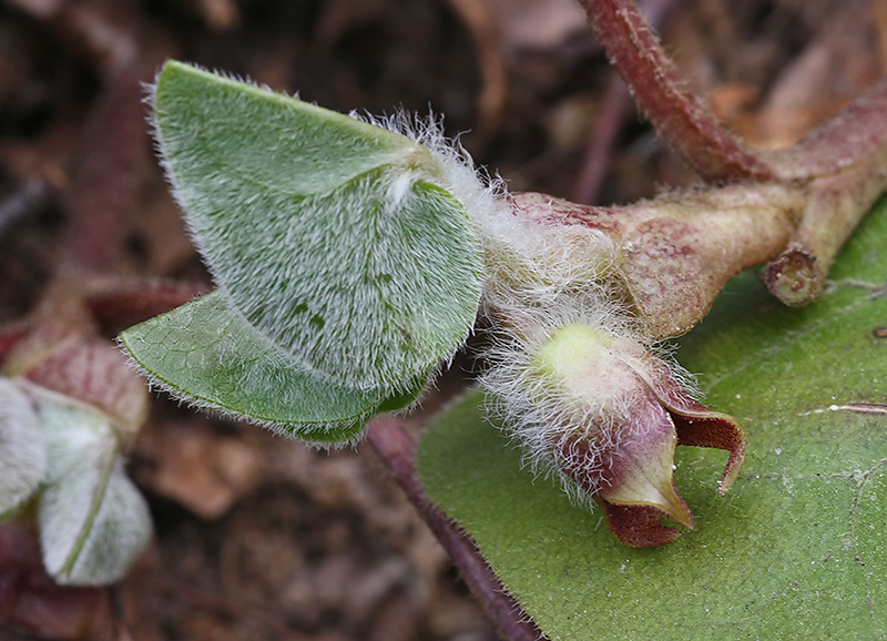 Image of Asarum europaeum specimen.