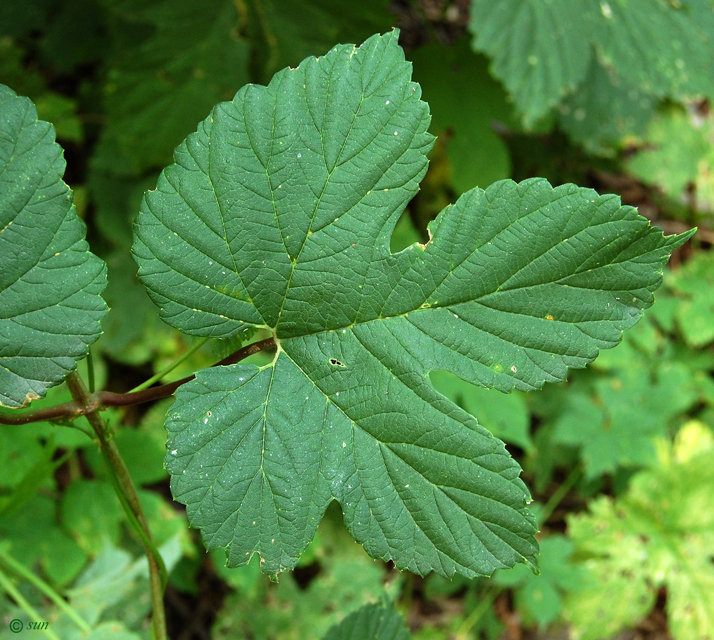 Image of Humulus lupulus specimen.