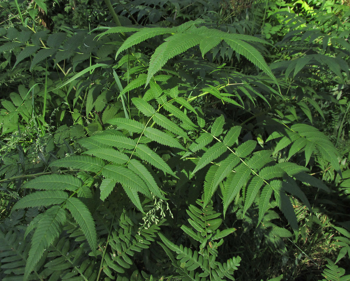 Image of Sorbaria sorbifolia specimen.