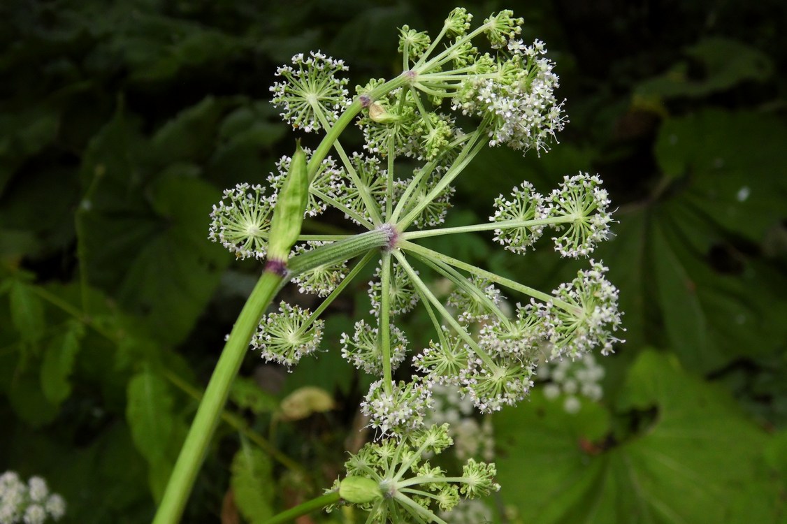 Изображение особи Angelica sylvestris.