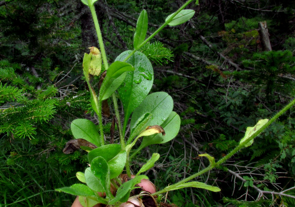 Image of Myosotis kebeshensis specimen.